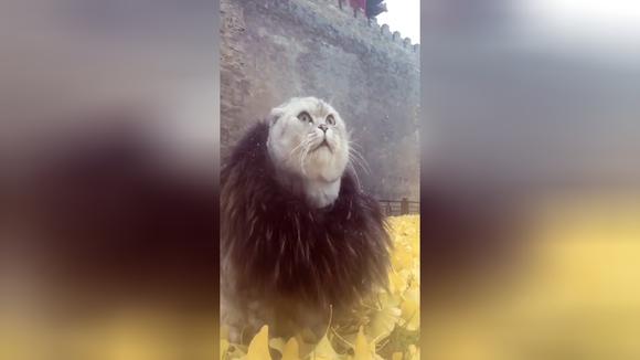 《琅琊榜》电视剧_全集(1-54集)高清在线观看