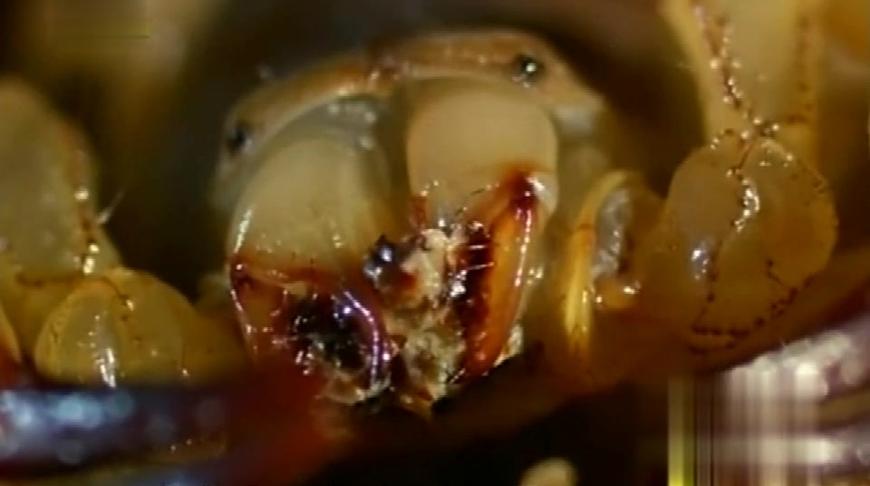 《勇者胜》电视剧_全集(1-38集)高清在线观看