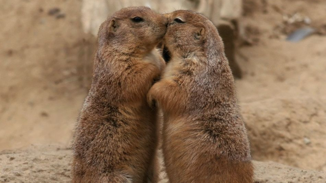 松鼠识别同类居然要靠亲吻?网友:我也想当松鼠