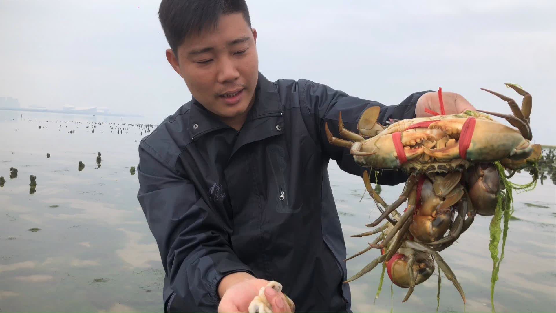 兴哥│退潮赶海满地都是靓货,阿兴一手抓章鱼一手抓螃蟹,太过瘾了